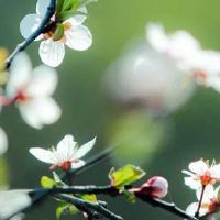 2022年属鼠人4月的幸运色是什么颜色 幸运数字为4和9