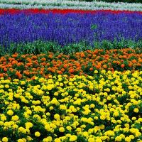 2019年8月9日出生的女孩的名字是什么？五个要素是什么？