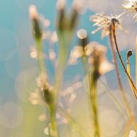 是大海的婚姻吗？