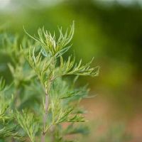 Pandora，小女巫，一周的星座（4.1-4.7）