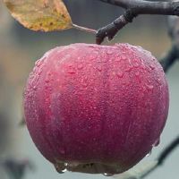 亚历克斯12月2022年4月