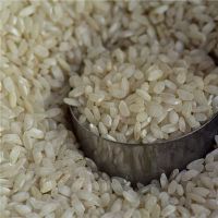 米饭昆虫的梦想