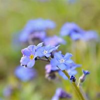 心中的三个大星座