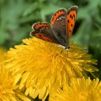 十二张十二生肖字（3.31-4.6）