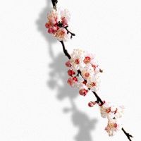 贪狼入夫妻宫没好结果 婚姻一定不好吗