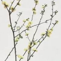 什么人出生就是仙胎 嘴唇丰满有型仙女投胎