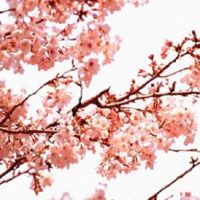 天喜在夫妻宫代表什么 紫微斗数天喜星详解