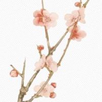 紫微贪狼入夫妻宫必离 女命个性豪爽