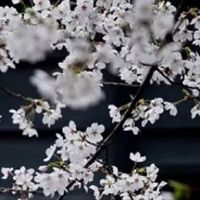 2022年5月属龙人月份幸运色盘点 数字8改善运势