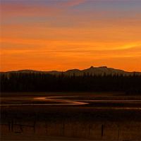 2022年8月23日黄枣是黄岛姬日本？