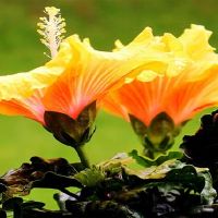 Aisha公主周星座财富(4.18-4.24)