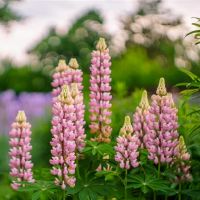 Kiddo Week Constellation Fortune(4.18-4.24)