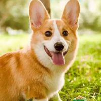 这是2022年的狗，什么是狗2022，三个非常愉快的事件。