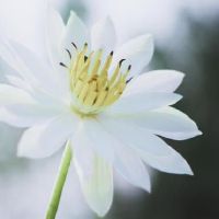 冰和聪明，心就像头发，美丽，良好的解释，三大星座的男子