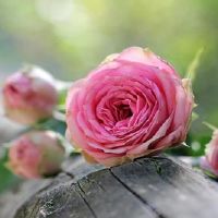 甜蜜的12个星座1周财富（4.25-5.1）