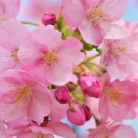 很难控制四个星座，不会用你的鼻子拍摄，你有自己独立的个性。