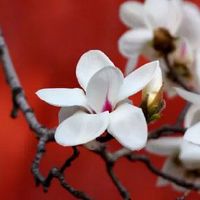 命带正官正印的女 属于上上等的命格