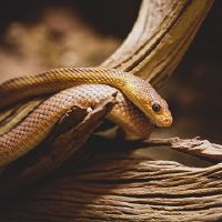 梦想三只蛇是什么意思？