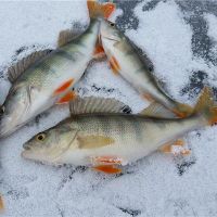 你有什么梦想捕捉很多鱼？