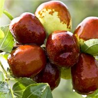 梦见枣代表什么