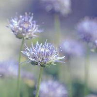 即使你错过了骨头，你也不会轻易鞠躬三大星座。