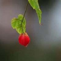 Siyan姐姐是一个自信的财富（4.25-5.1）