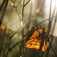 静态鱼魔术摩羯座周财富（4.25-5.1）