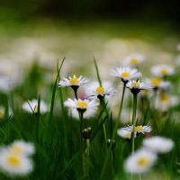 最多的芋头天竺鳞片财富（4.25-5.1）