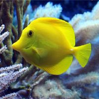 鱼的梦想是什么？