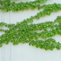 登山老虎的迹象是什么？