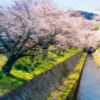 苏珊米勒每日财富4月25日，2022年4月25日