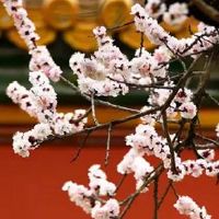 男人八字有正印偏印 晚婚于运势有益