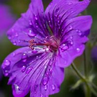 杨庆华12黄道带一周财富（4.25-5.1）