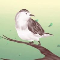 鸟粪转向鸟儿头部的前十个迹象，以表明表明什么