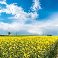 自然“领导力”的星座，一百百愿意投降，人格魅力是超级的