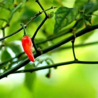 三个大型内裤会有很强的意志，更强大，更强大，直到成功