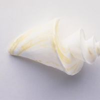 塔罗（Taro Totalo）今天，2022年4月26日