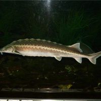 梦想中国鲟鱼是坏的