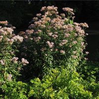 你的意思是是什么是天马？