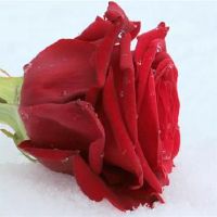 当这四个主要星座讨厌对方说的话时，您是否得到了招聘？