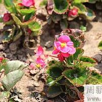 2022年生肖虎出生于酉时女孩的命运如何