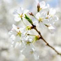 夫妻宫巨门都会离婚吗 夫妻宫巨门男大多不愿离婚