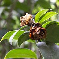 日坐偏印男命的婚姻对象是什么样的情况