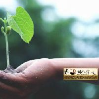 属相龙2022年运势完全免费