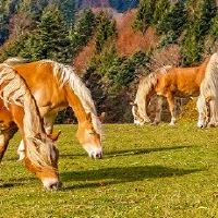 1978属马2022最风险的几个月