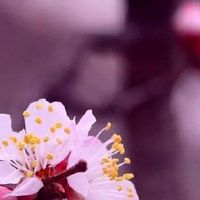 结婚开皮箱钱一般多少钱 客家结婚开皮箱说四句