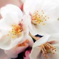 结婚装柜子有什么吉祥话 出嫁的顺口溜多