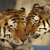 86年属虎36岁有一灾