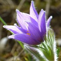 Lunita Star之旅一周的财富（5.16-5.22）