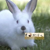 2022年1987年属相兔运程完整篇